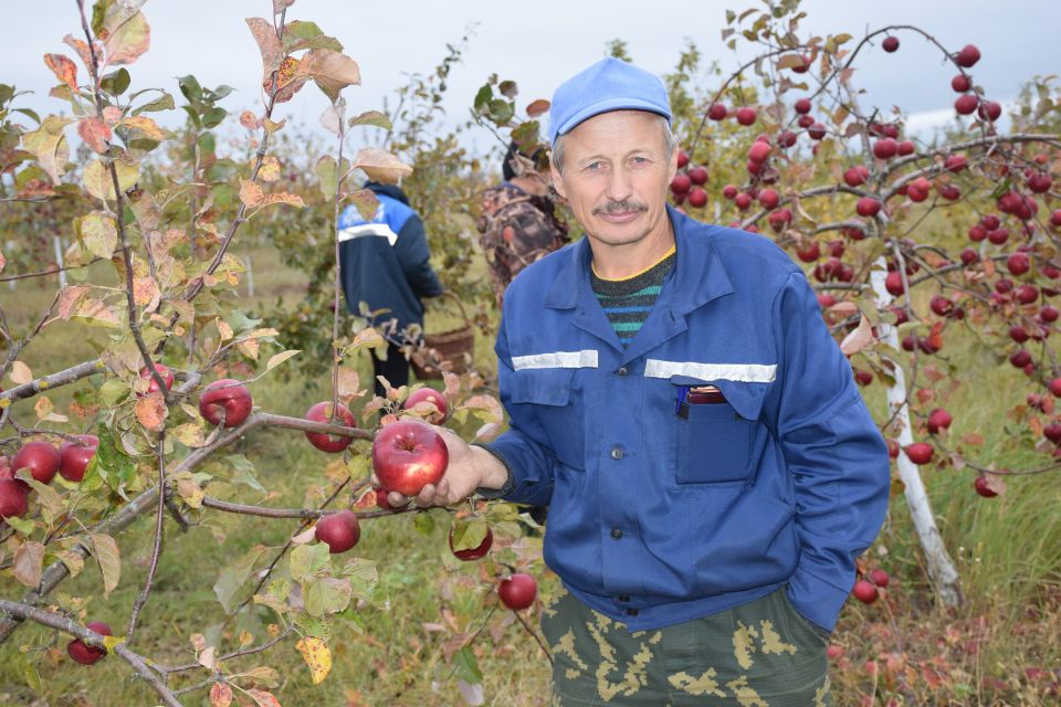 В ОАО “Бабушкино подворье” получили рекордный урожай яблок