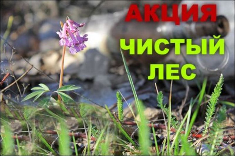 20 октября в Беларуси будет проводиться акция “Чистый лес”. Министерство лесного хозяйства РБ приглашает всех желающих принять в ней участие