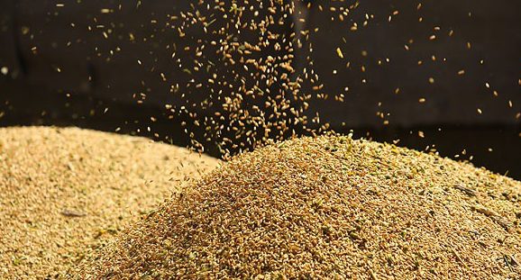 В Беларуси для госнужд на 2019 год будет закуплено 815 тыс. т зерна