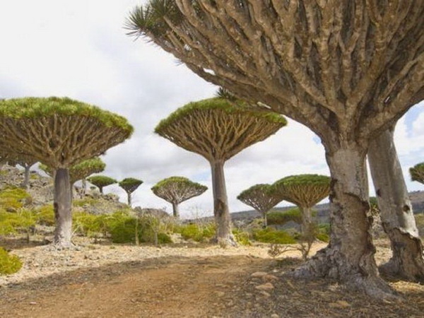 Сокотра (Socotra)