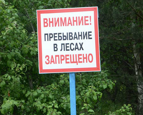 В Хотимском районе установлен запрет на посещение лесов