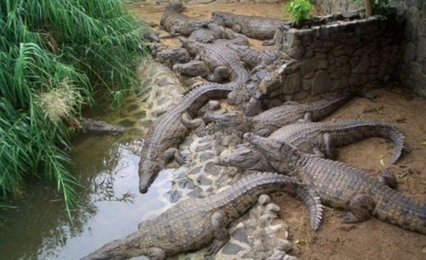 Парк крокодилов, по которому можно прокатиться на машине