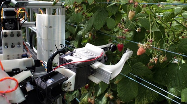 В Великобритании проходит испытания робот для сбора малины