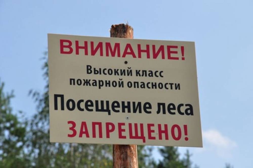 В Хотимском районе введен запрет на посещение лесов