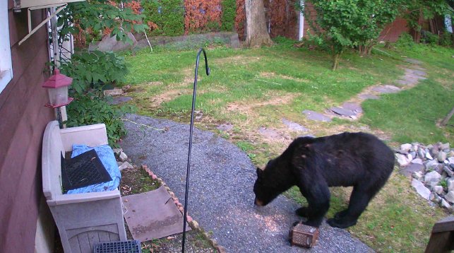 Схватку собаки и медведя запечатлели на видео в США