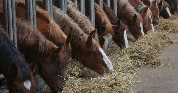 Беларусь рассчитывает экспортировать племенного скота на $2 млн к концу года