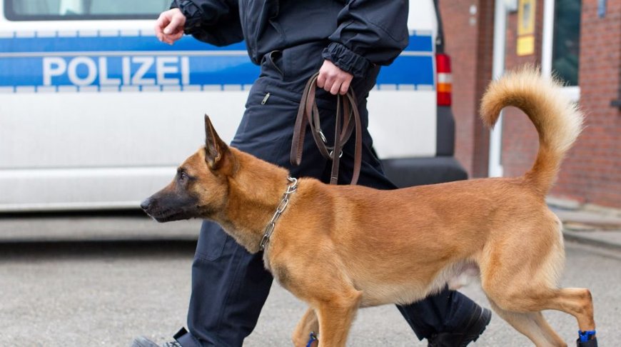 Мигрант покусал собаку и полицейского в Германии