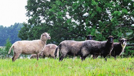 Финансирование мероприятий по развитию в Беларуси овцеводства увеличено более чем в 4 раза