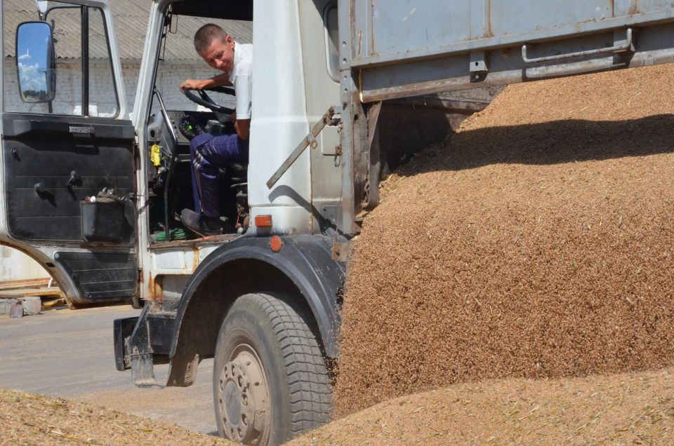 Хотимские аграрии убрали уже более половины урожая зерновых