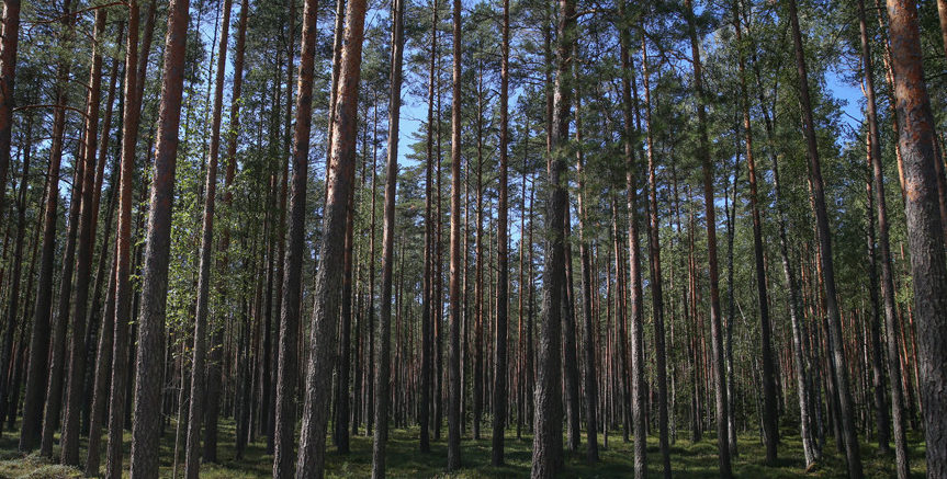 Запрет на посещение лесов действует в 21 районе Беларуси