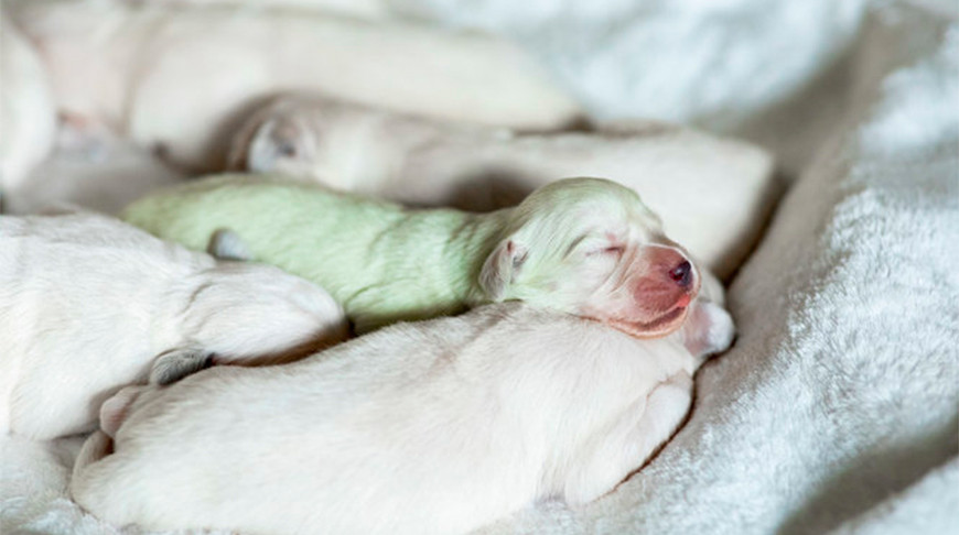 В Германии родился щенок с зеленой шерстью