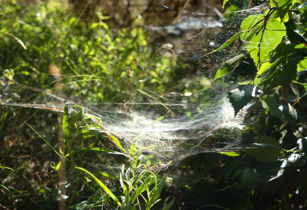 Паутина – один из самых долговечных природных материалов