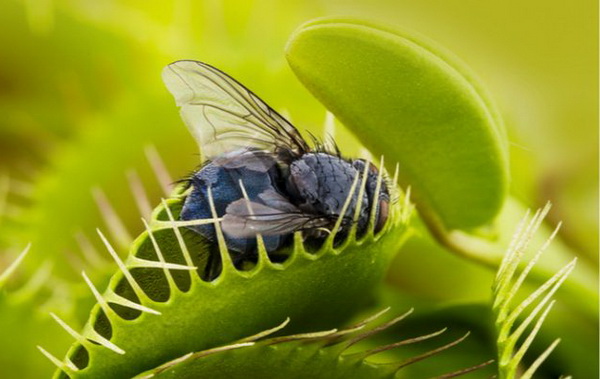 Насекомоядные растения