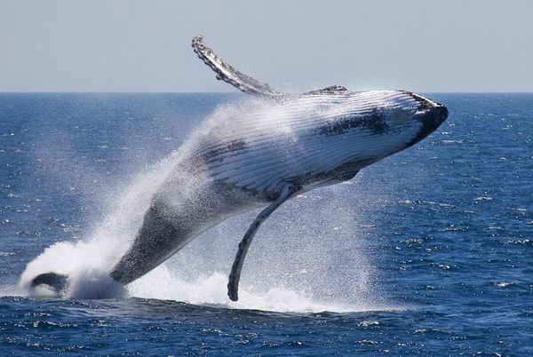 Как кит протаранил китобойное судно