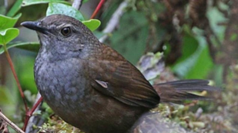 На островах Индонезии нашли новые виды певчих птиц