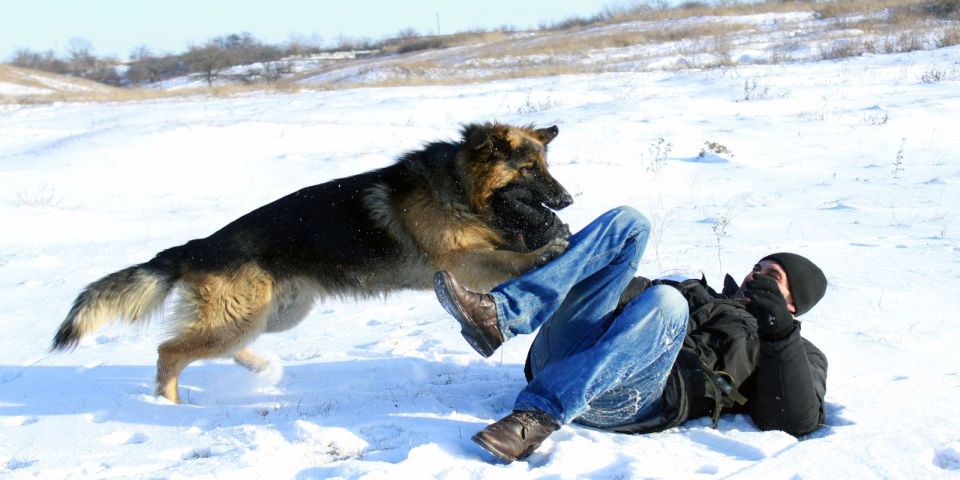 Что делать, если на вас напала собака?