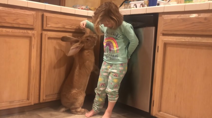 Мама подарила дочке кролика, а он вырос до гигантских размеров – видео