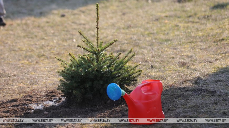 Более 23 млн деревьев высажено в Беларуси во время “Недели леса”