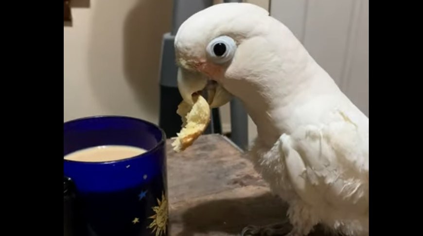 Изобретательный попугай нашел способ сделать печенье еще вкуснее – видео