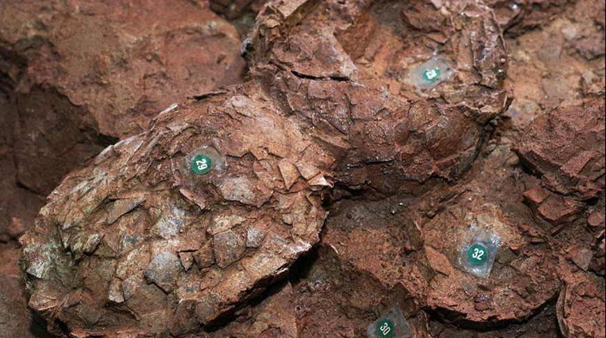 Японские палеонтологи нашли самое маленькое яйцо динозавра