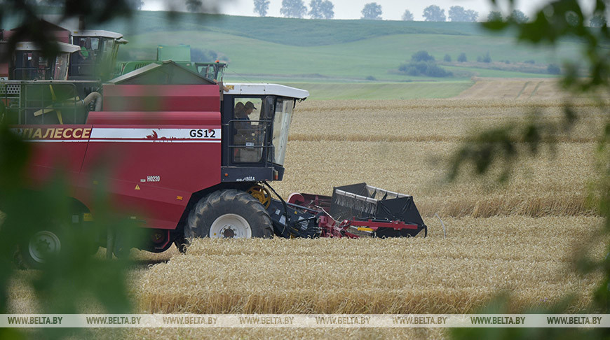 Лукашенко о видах на урожай: 9,5 млн т зерна – минимум, который должны взять в этом году