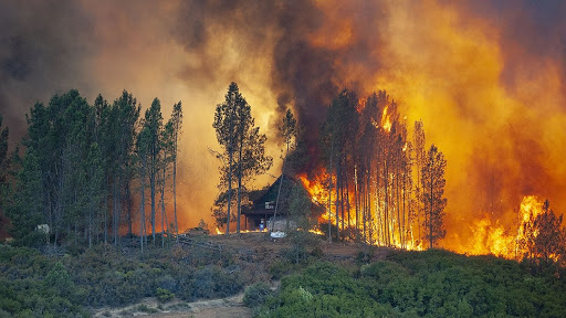Что делать, если стали свидетелем лесного пожара?
