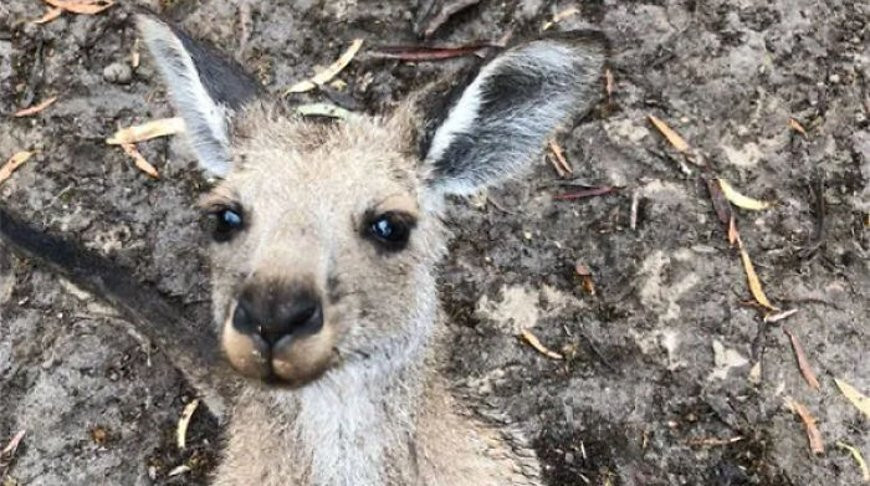 Отец пытался защитить детей, но был нокаутирован кенгуру – видео