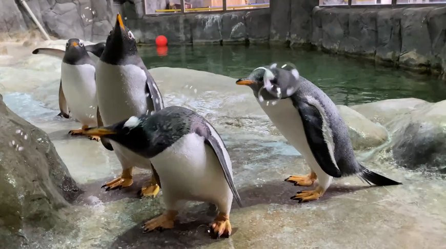 Пингвины устроили пенную вечеринку и развеселили сеть – видео