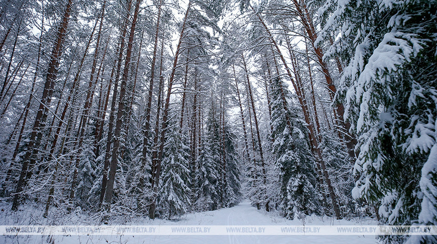 Более Br7 млрд направят на госпрограмму “Белорусский лес” до 2025 года