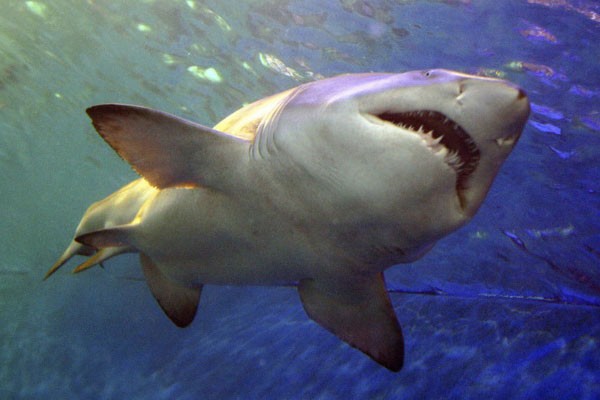Численность акул и скатов в океанах сократилась более чем на 70%