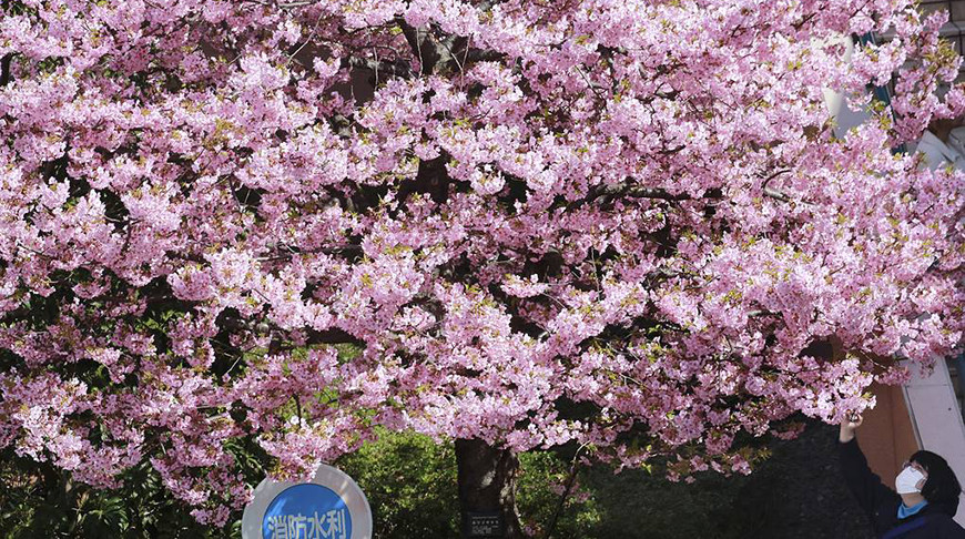 В Токио началось цветение сакуры