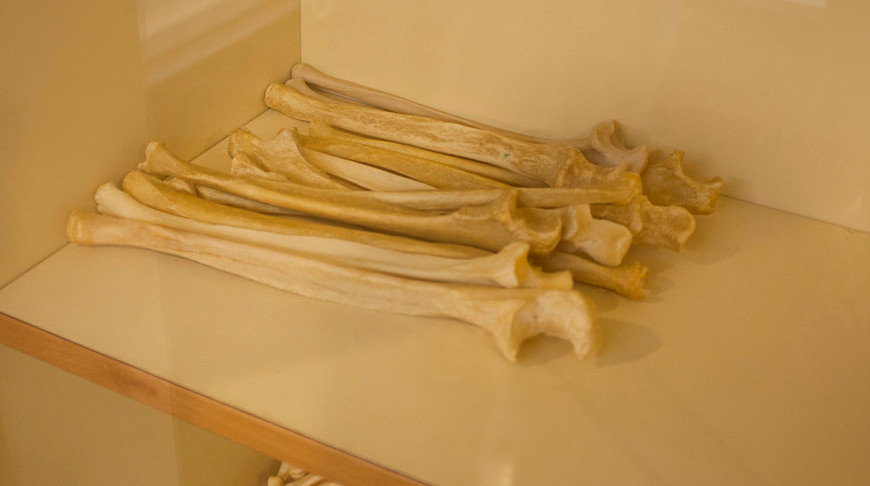 В чилийской пустыне нашли кости неизвестного науке динозавра