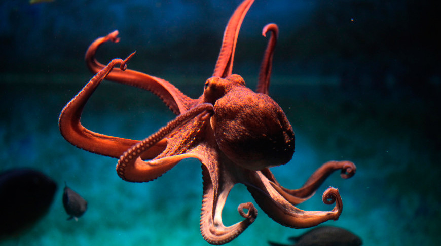 В Тихом океане нашли новый вид гигантских осьминогов