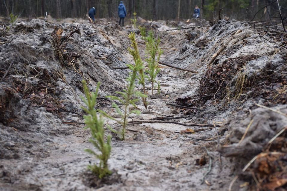 Акция “Неделя леса” стартовала в Беларуси