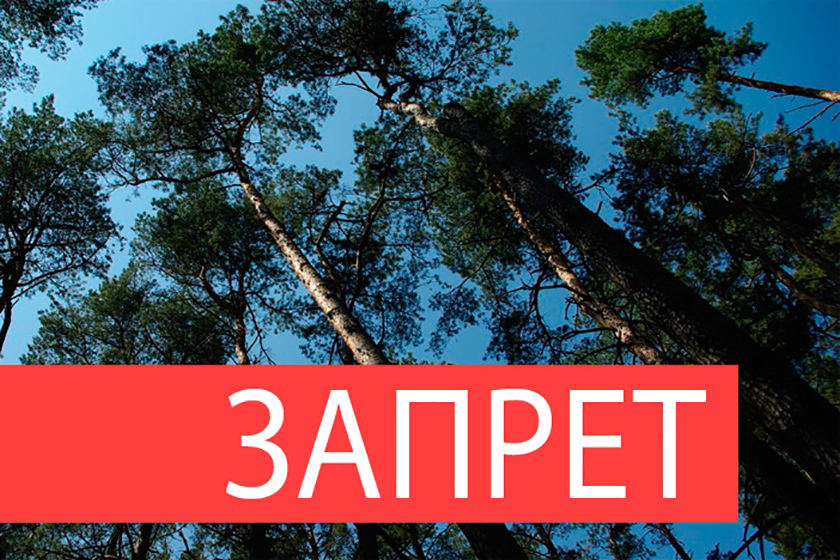 Запрет на посещение лесов введен в шести районах Могилевщины (обновляется)