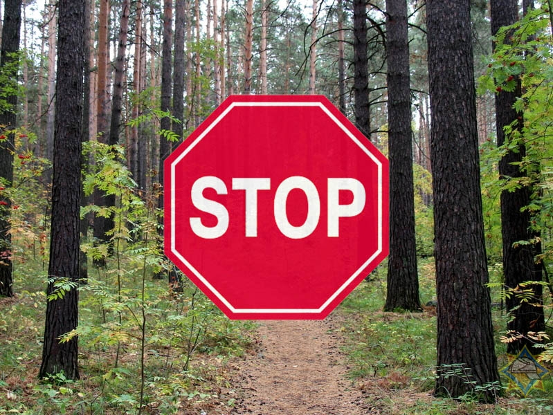 Запрет на посещение лесов введен в 18 районах Могилевской области, кроме Хотимского (обновляется)