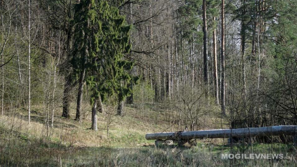 Запрет на посещение лесов введен уже в шести районах Могилевской области