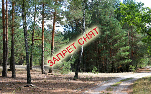 Запрет на посещение лесов в Могилевской области снят