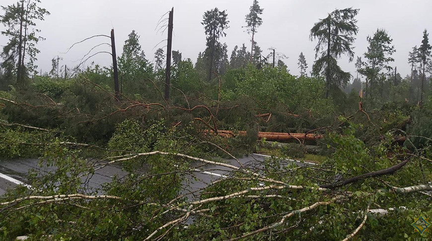 В Витебской области из-за непогоды зафиксировано 45 случаев падения деревьев