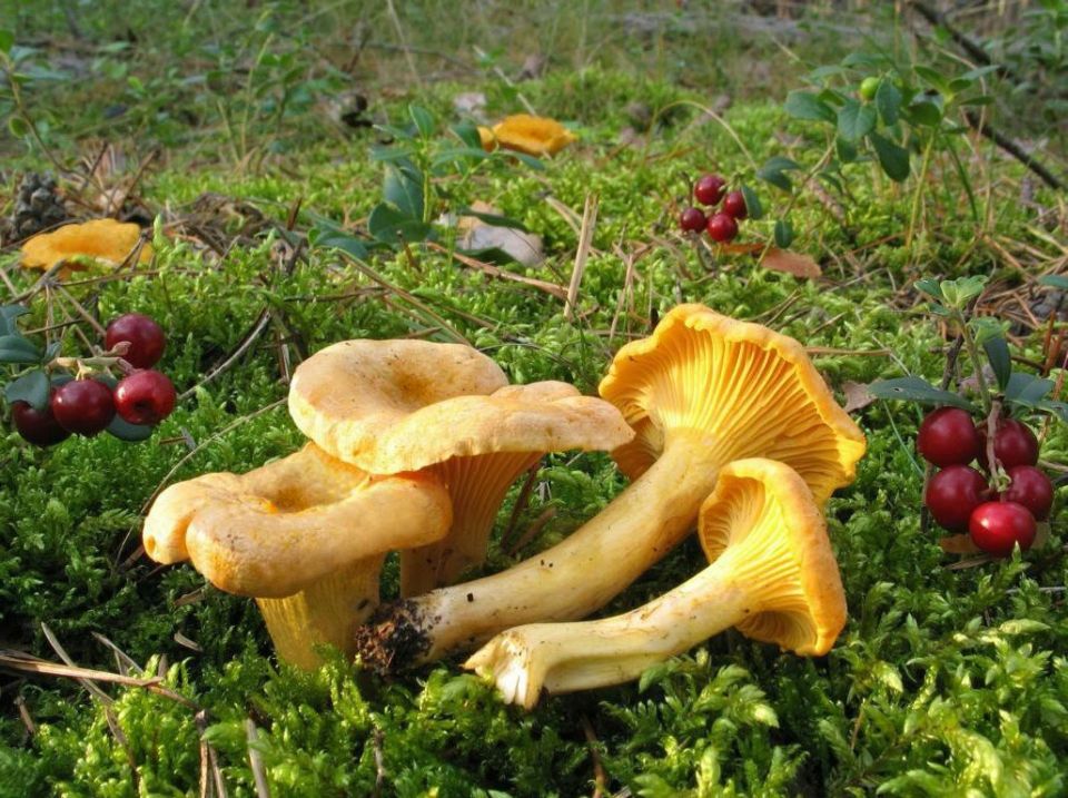В лесах Могилевской области появились грибы