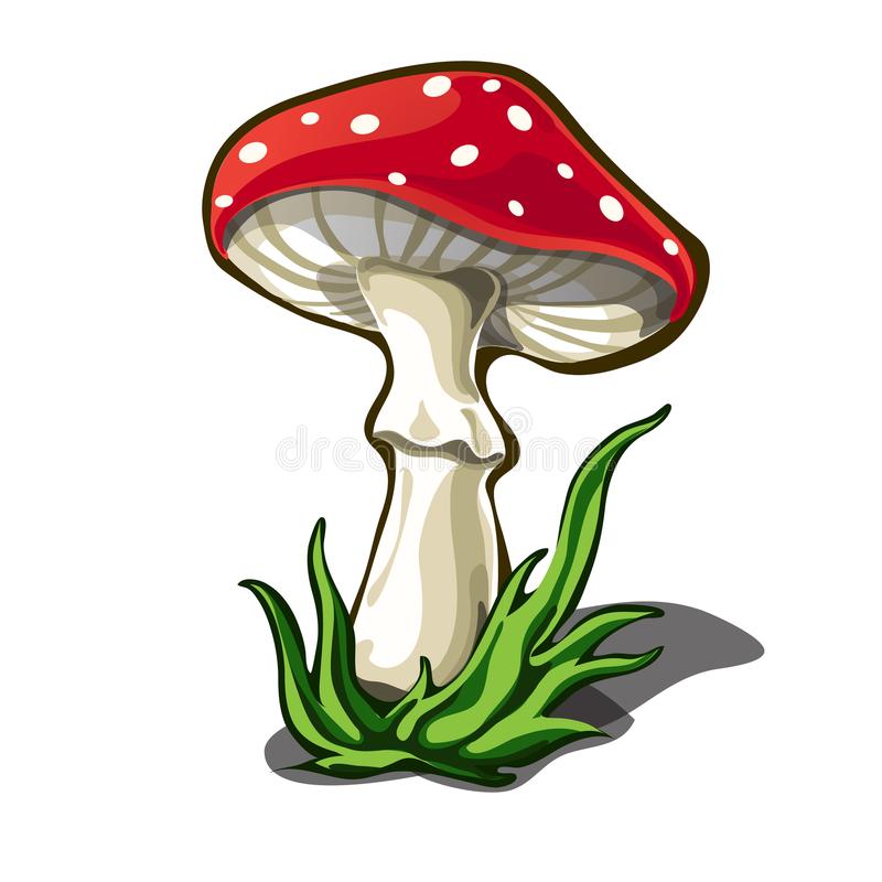 При отравлении грибами вызов «скорой» обязателен