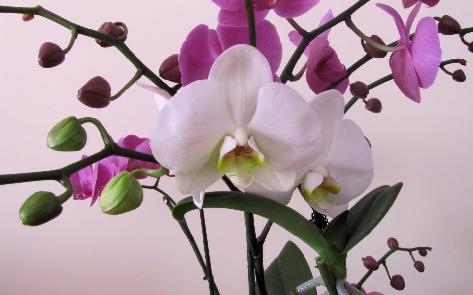 Листья орхидеи превратились в тряпочки: простая хитрость, как восстановить цветок