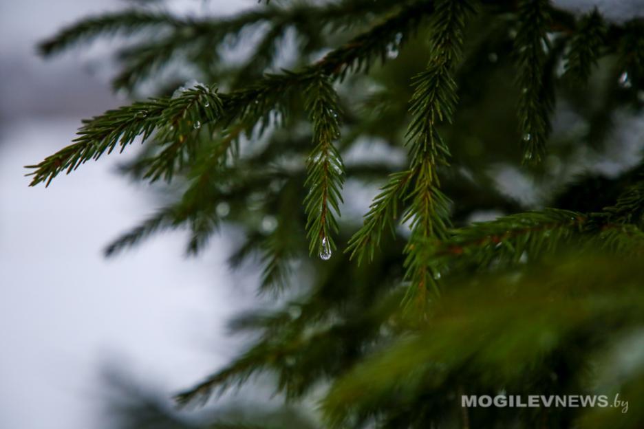 Неустойчивая температура и мокрый снег с дождем ожидаются в первой половине недели в Могилевской области