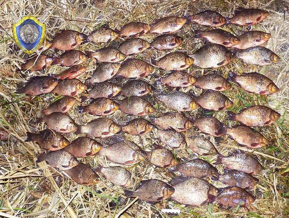 За незаконную добычу рыбы в Кличевском районе возбуждено уголовное дело