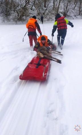 Косуля тонула в Бобруйском районе – помогли спасатели