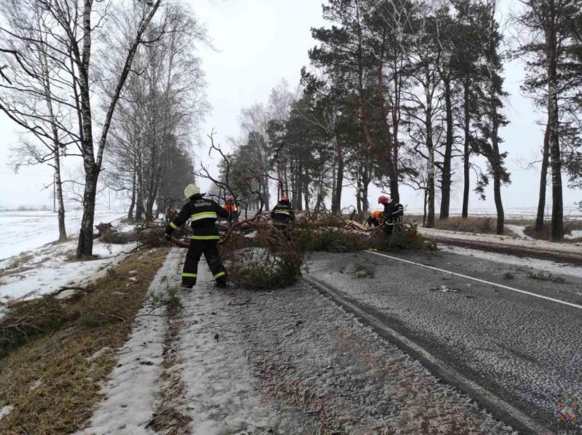 О последствиях сильного ветра на территории Могилевской области рассказали в МЧС