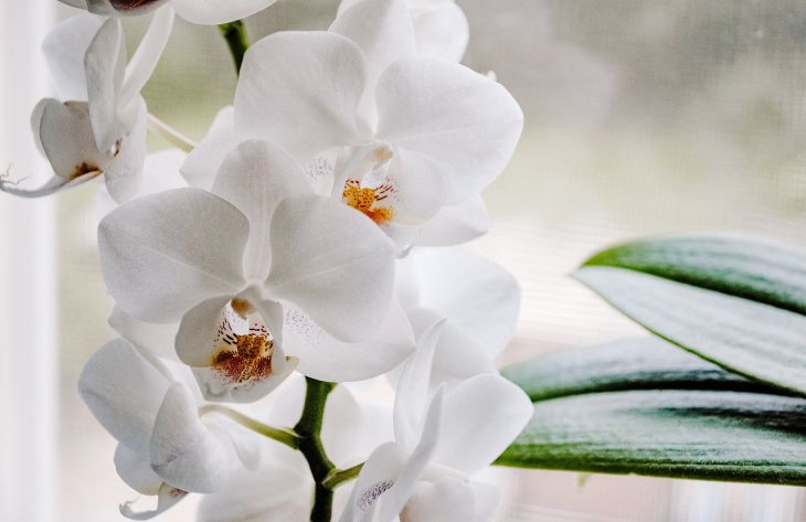 Как заставить цвести сразу все орхидеи: простой способ без подкормок