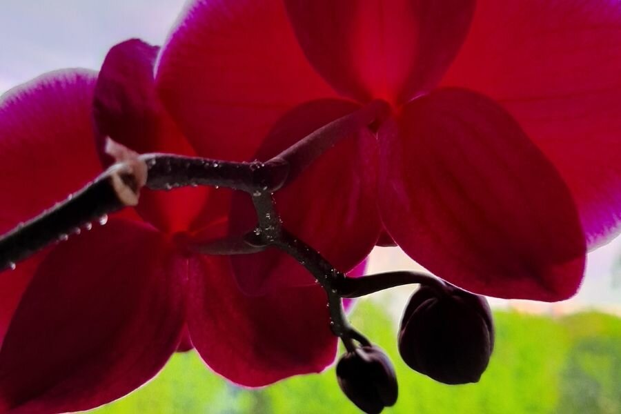 Почему орхидея «плачет»? Что делать, если на листьях появляются липкие капельки
