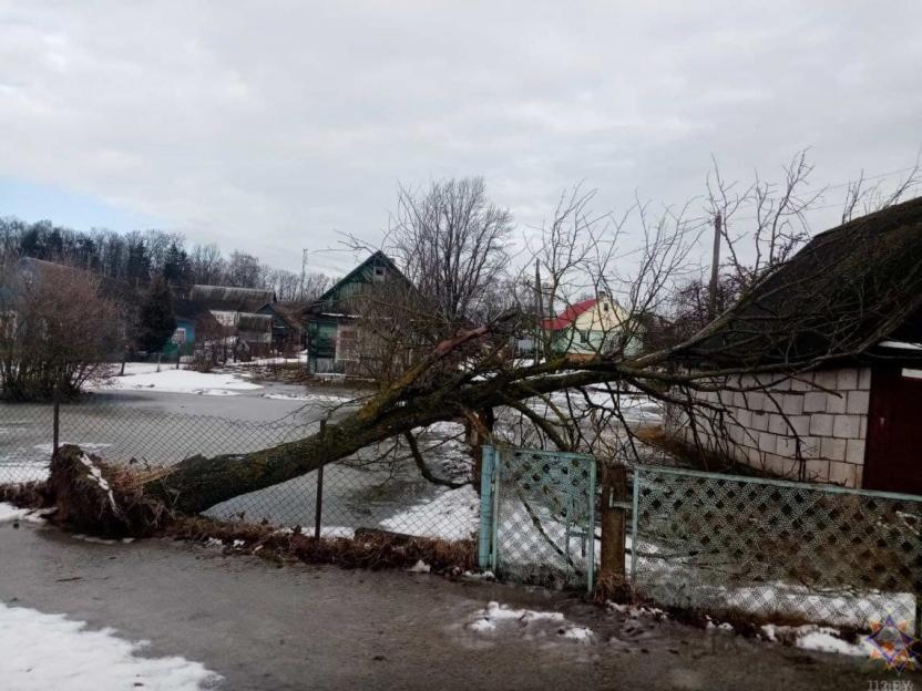 Шесть деревьев повалил сильный ветер в Могилевской области 19 февраля