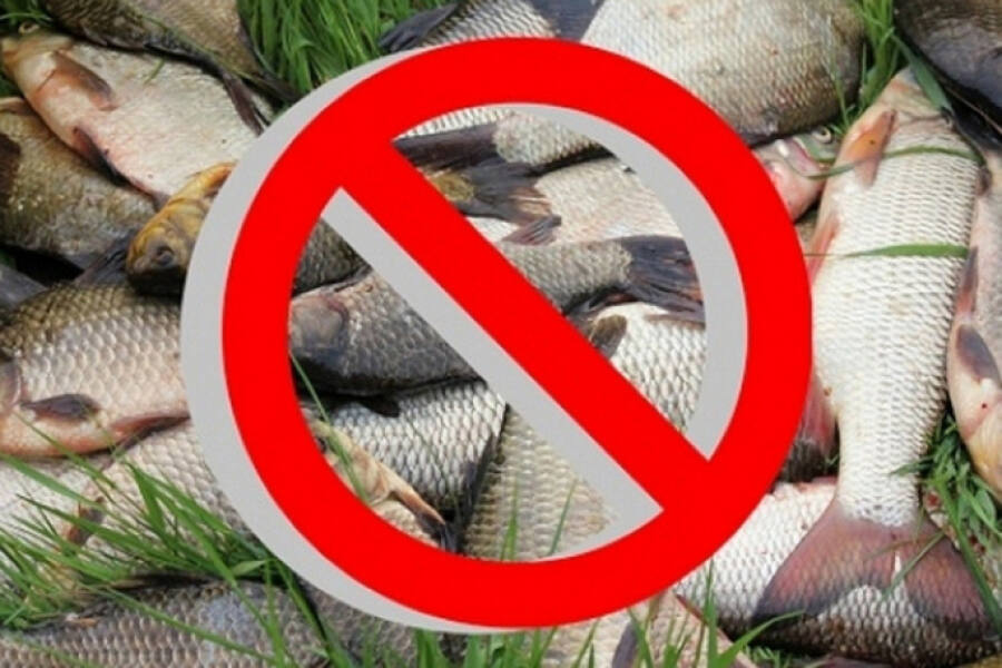 Запрет на лов всех видов рыб начнет действовать в Могилевской области с 1 апреля